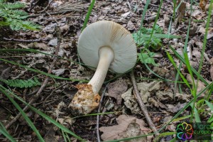 amanita fulva (4) (1000 x 667).jpg_product_product_product_product_product